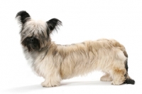 Picture of Skye Terrier posed in studio