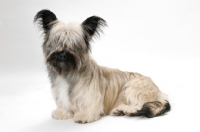 Picture of Skye Terrier sitting in studio