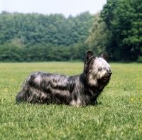 Picture of skye terrier standing in a field