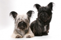 Picture of Skye Terriers in studio (Santlin Suitably Tired and Santlin Shop A Holic)