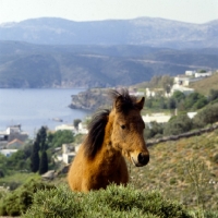 Picture of skyros colt in greece on skyros island
