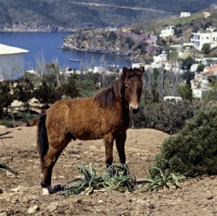 Picture of skyros colt on skyros island, greece