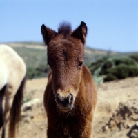 Picture of skyros foal portrait