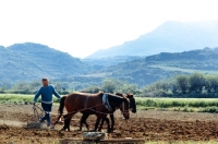 Picture of skyros ponies ploughing on skyros, greece