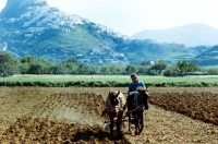 Picture of skyros ponies ploughing on skyros island, greece