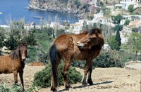Picture of skyros pony biting her coat on skyros island, greece
