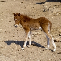 Picture of skyros pony foal on skyros island, greece