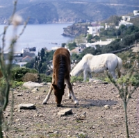 Picture of skyros pony foal with splayed legs on skyros island, greece