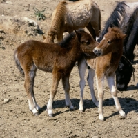 Picture of skyros pony foals and mares  on skyros island, greece