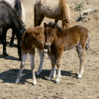 Picture of skyros pony foals nuzzling with mares on skyros island, greece