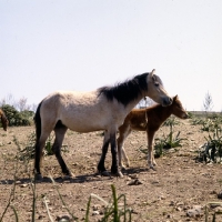 Picture of skyros pony mare and foal on skyros island, greece