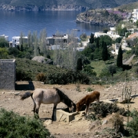 Picture of skyros pony mare and foal on skyros island, greece