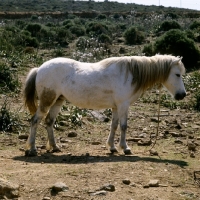 Picture of skyros pony mare with rope around her neck on skyros island, greece