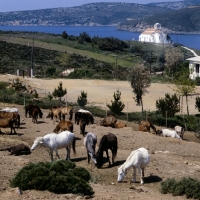Picture of skyros pony mares and foals in enclosure on skyros island, greece