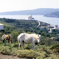 Picture of skyros pony mares on skyros island, greece