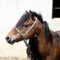 Picture of skyros pony stallion head study on skyros island, greece
