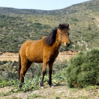 Picture of skyros pony standing in dry landscape on skyros island