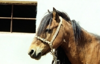 Picture of skyros stallion