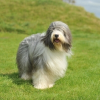 Picture of slate Bearded Collie