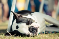 Picture of sleeping Boston Terrier