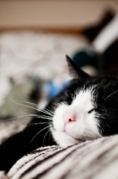 Picture of sleeping cat