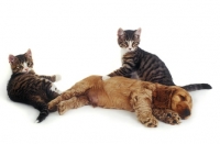 Picture of sleeping Cocker Spaniel puppy with two kittens