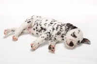 Picture of sleeping Damatian puppy