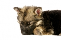 Picture of sleeping German Shepherd (aka Alsatian) puppy