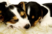Picture of Sleeping Jack Russell puppies