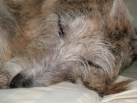 Picture of sleeping lurcher, all photographer's profit from this image go to greyhound charities and rescue organisations