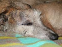 Picture of sleeping lurcher, all photographer's profit from this image go to greyhound charities and rescue organisations