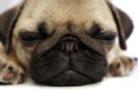 Picture of sleeping Pug puppy, close up