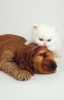 Picture of sleeping puppy and kitten