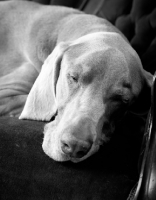 Picture of sleeping Weimaraner