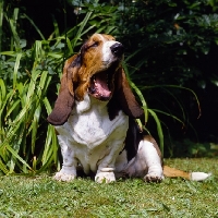 Picture of sleepy basset hound yawning