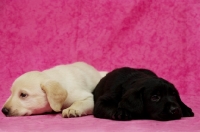 Picture of Sleepy Black and Golden Labrador Puppies lying on a pink background