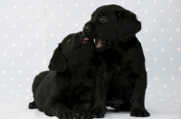 Picture of Sleepy Black Labrador Puppies on a blue and white spotted background