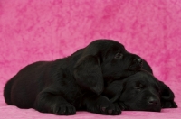 Picture of Sleepy Black Labrador Puppies lying on a pink background