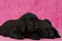 Picture of Sleepy Black Labrador Puppies lying on a pink background