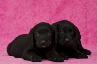 Picture of Sleepy Black Labrador Puppies lying on a pink background