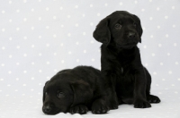 Picture of Sleepy Black Labrador Puppies on a blue and white spotted background