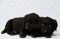 Picture of Sleepy Black Labrador Puppies lying on a blue and white spotted background