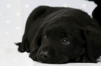 Picture of Sleepy Black Labrador Puppy lying on a blue and white spotted background