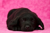 Picture of Sleepy Black Labrador Puppy lying on a pink background