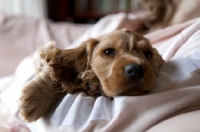 Picture of sleepy Cocker Spaniel puppy in the arms of owner