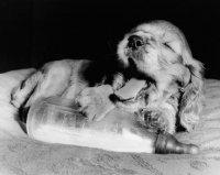 Picture of sleepy Cocker Spaniel puppy with bottle