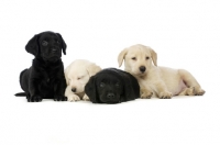 Picture of Sleepy Golden and Black Labrador Puppies lying, isolated on a white background