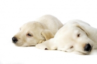 Picture of Sleepy Golden Labrador Puppies lying isolated on a white background