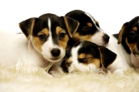 Picture of Sleepy Jack Russell puppies laid together