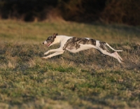 Picture of slender dog running in field